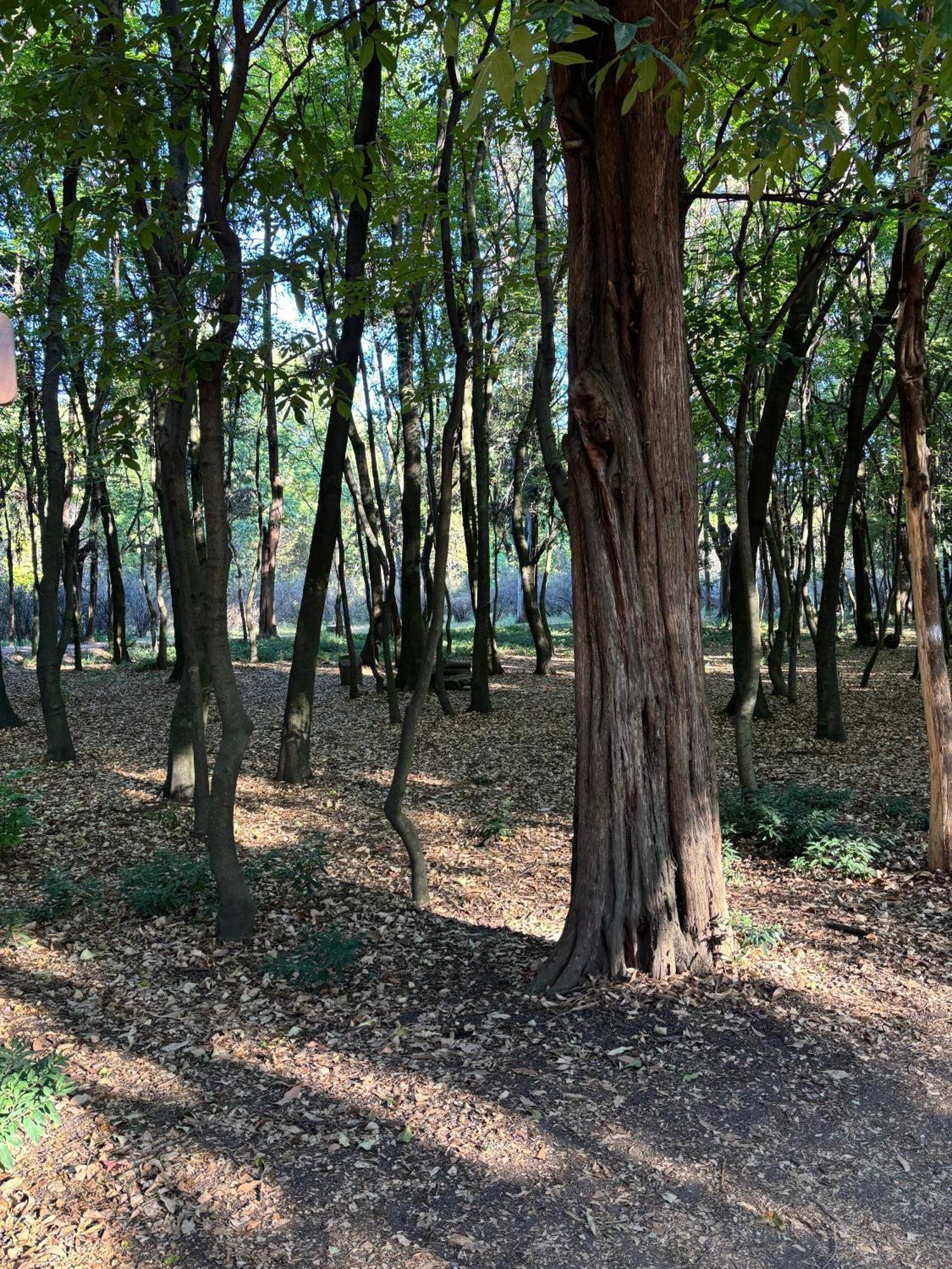 Villa Coyoacan Ciudad de México Exteriér fotografie